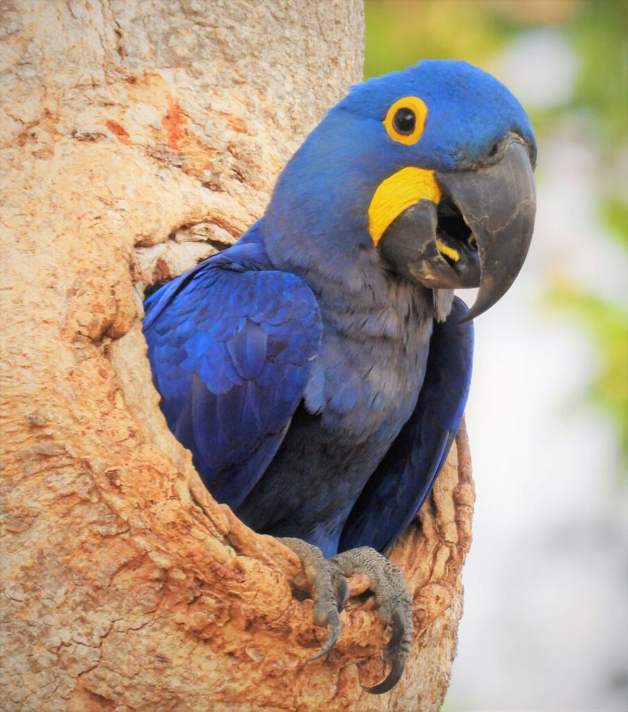 Arara Azul