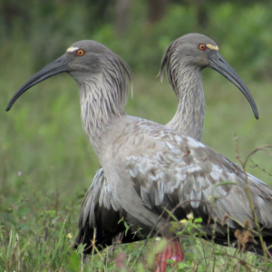 pantanal3